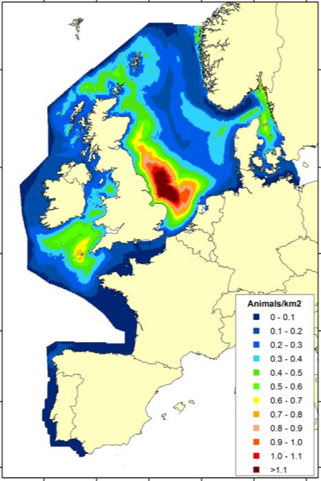 Figure 1. Predicted density of harbour porpoise in 2005.