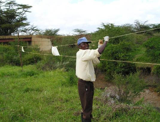 a. Making a chilli fence to deter elephants