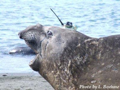 Figure 3. CTD tag on Southern elephant
      seal.