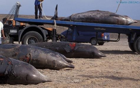 Beaked Whales Mass Stranded in the Canary Islands during a Naval Sonar Exercise in 2002 [credit: Vidal Martin]
