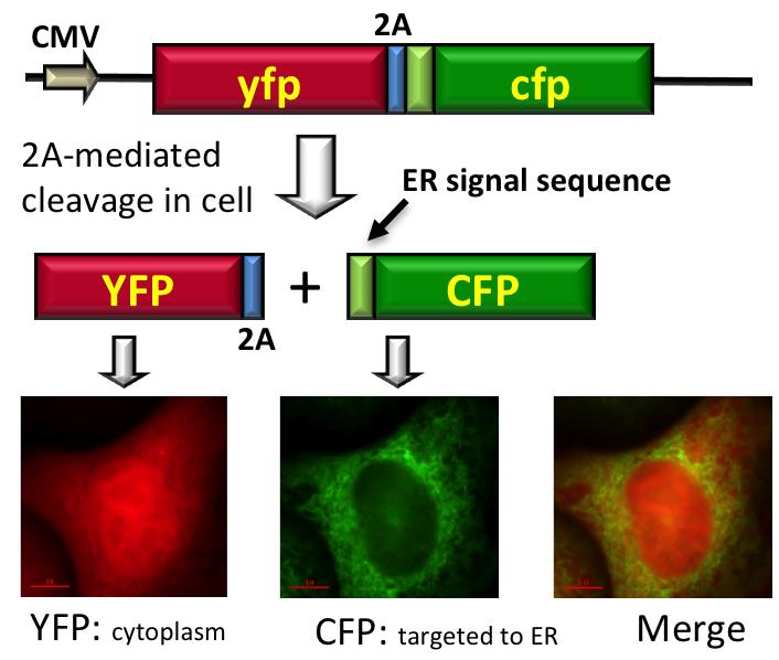 The 2A peptide sequence allows efficient co-expression and differential targeting of multiple proteins