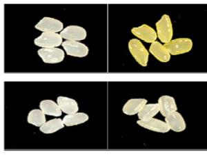 Golden rice made with 2A technology (top right) has more vitamin A than control rice (left) or golden rice made with alternative technologies (bottom right).