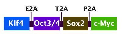 Figure from Cell Biolabs showing how the 4 transcription factors needed for iPSC reprogramming are linked by 2A sequences from different viruses