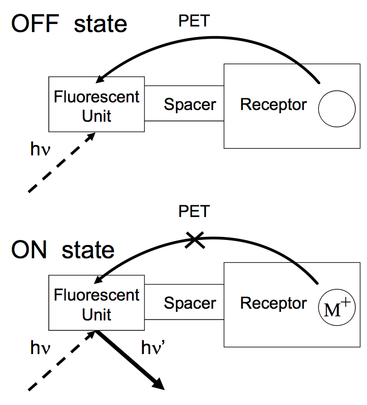 Figure 1 Mechanism of
PET sensor action