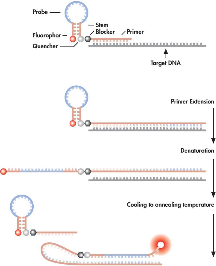 >Figure: (a) illustrating the key elements of a Scorpion primer and (b)
        how it functions