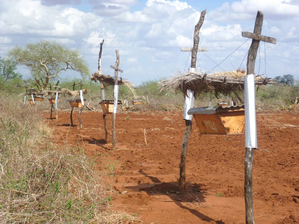 A beehive fence in Kenya (Dr Lucy E. King, Beehive Fence Construction Manual, 2nd edition, 2012)